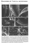 Vargula mizonomma Cohen & Morin, 1988 from the original description