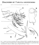 Vargula mizonomma Cohen & Morin, 1988 from the original description