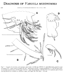 Vargula mizonomma Cohen & Morin, 1988 from the original description