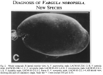 Vargula noropsela Cohen & Morin, 1989 from the original description