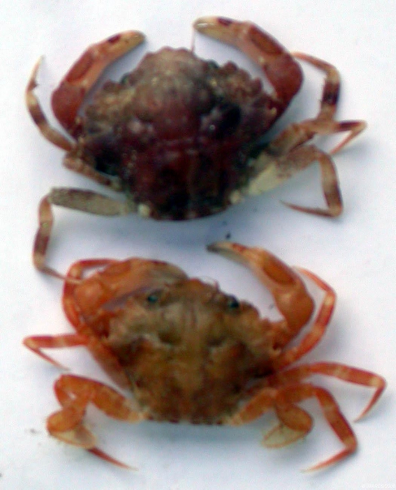 Liocarcinus pusillus (Leach, 1815) Liocarcinus pusillus (Leach, 1815)