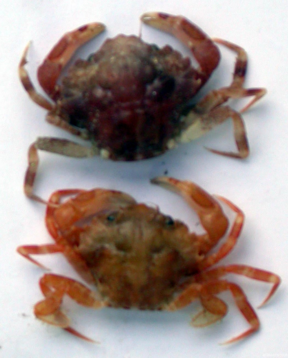 Liocarcinus pusillus (Leach, 1815) 