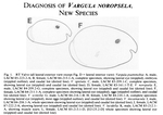 Vargula noropsela Cohen & Morin, 1989 from the original description