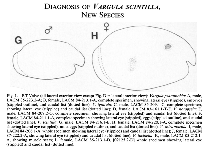 Vargula scintilla Cohen &amp; Morin, 1989 from the original description