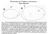 Vargula scintilla Cohen & Morin, 1989 from the original description
