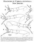 Vargula scintilla Cohen & Morin, 1989 from the original description