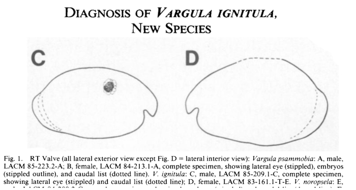 Vargula ignitula Cohen &amp; Morin, 1989 from the original description