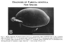 Vargula ignitula Cohen & Morin, 1989 from the original description