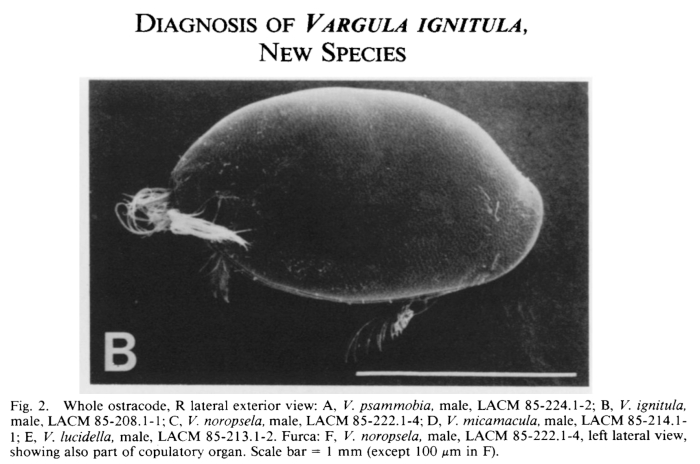 Vargula ignitula Cohen &amp; Morin, 1989 from the original description
