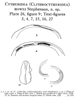 Cytheridea (Clithrocytheridea) howei Stephenson, 1937 from the original description