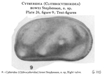 Cytheridea (Clithrocytheridea) howei Stephenson, 1937 from the original description