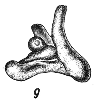 Articulina problema f. abnormis Bogdanovich, 1971