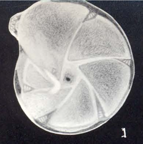 &quot;Robulus&quot; tortugaensis McCulloch, 1981
