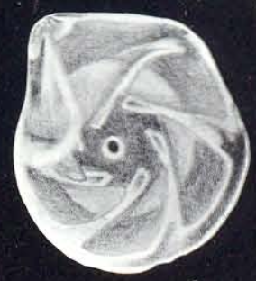 "Robulus" atomiformis McCulloch, 1981