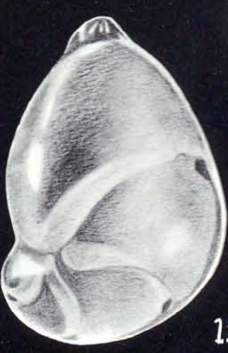 Saracenaria caribbeanica McCulloch, 1981