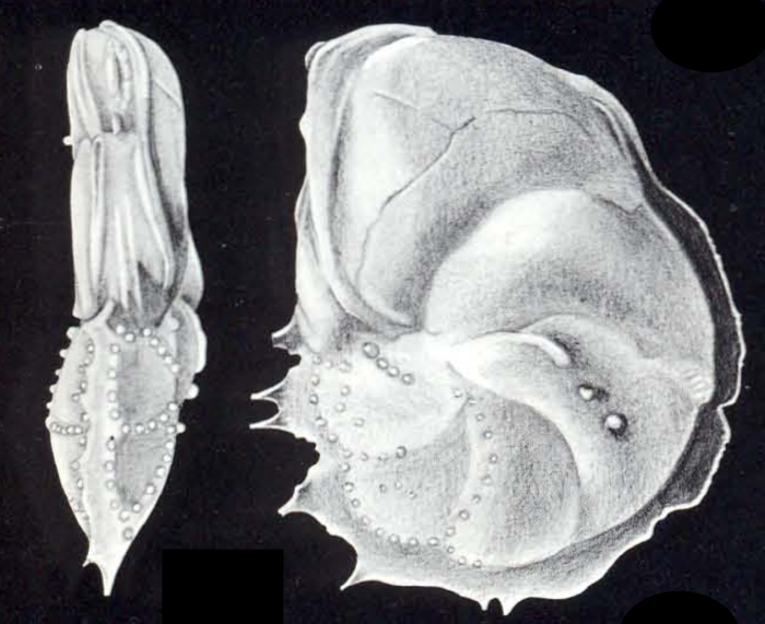 "Robulus" galeriana McCulloch, 1981