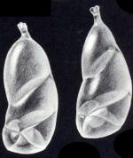 Siphomarginulina hybrida McCulloch, 1981
