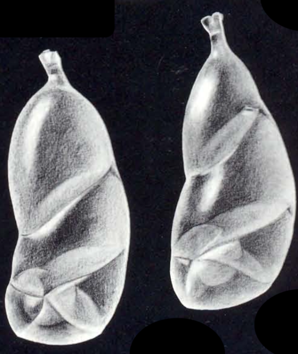 Siphomarginulina hybrida McCulloch, 1981 Siphomarginulina hybrida McCulloch, 1981