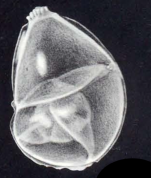 Neolenticulina galeroensis McCulloch, 1981