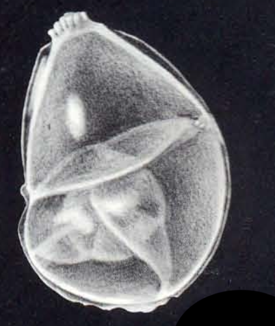 Neolenticulina galeroensis McCulloch, 1981