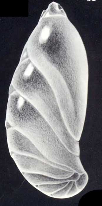 Astacolus (?) neomulticamerata McCulloch, 1981