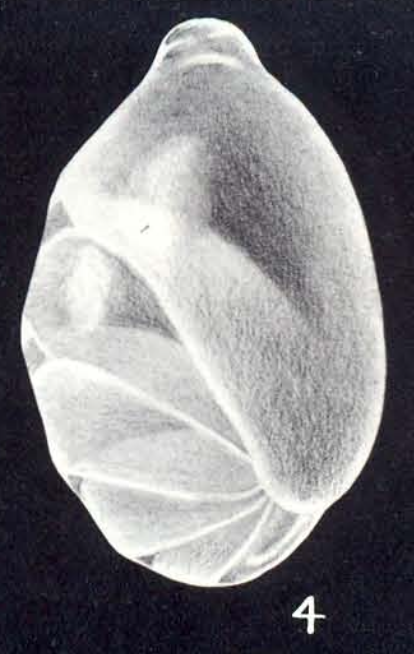 Saracenaria (?) ampliformis McCulloch, 1981