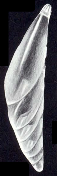 Dentalina (?) margaritensis McCulloch, 1981