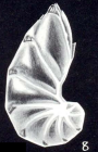 Astacolus (?) confusiformis McCulloch, 1981
