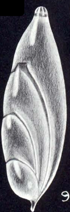 Frondicularia neocompressa McCulloch, 1981