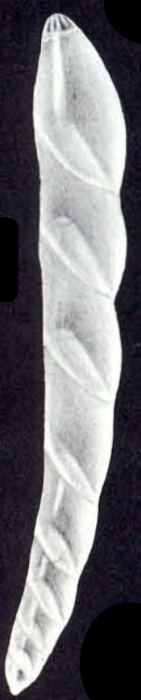 Dentalina tortugaensis McCulloch, 1981