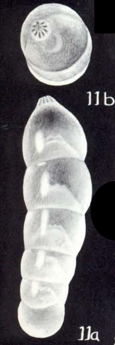 Dentalina (?) neglecta McCulloch, 1981 Dentalina (?) neglecta McCulloch, 1981