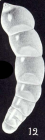 Dentalina lavelaensis McCulloch, 1981