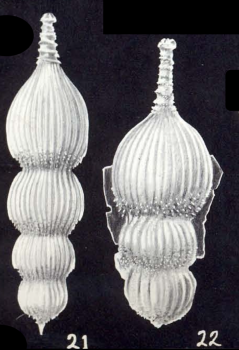 Amphicoryna diversiformis McCulloch, 1981