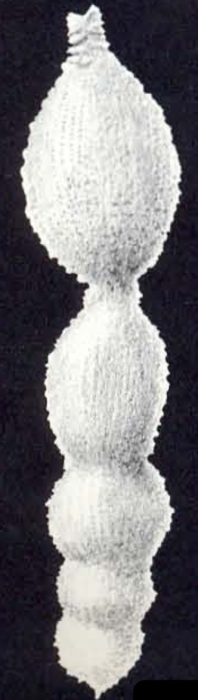 Nodosaria (?) hispidiformis McCulloch, 1981