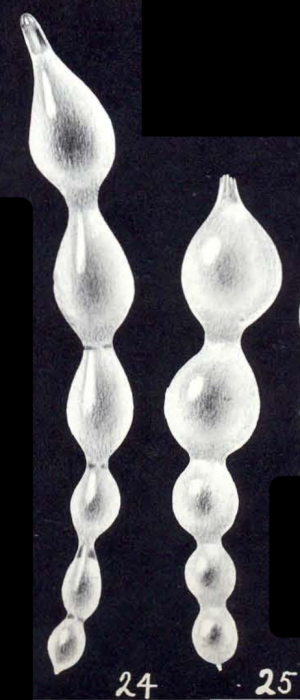 Nodosaria (?) neopyrula McCulloch, 1981