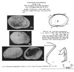 Loxocorniculum matagordensis (Swain, 1955) from original description