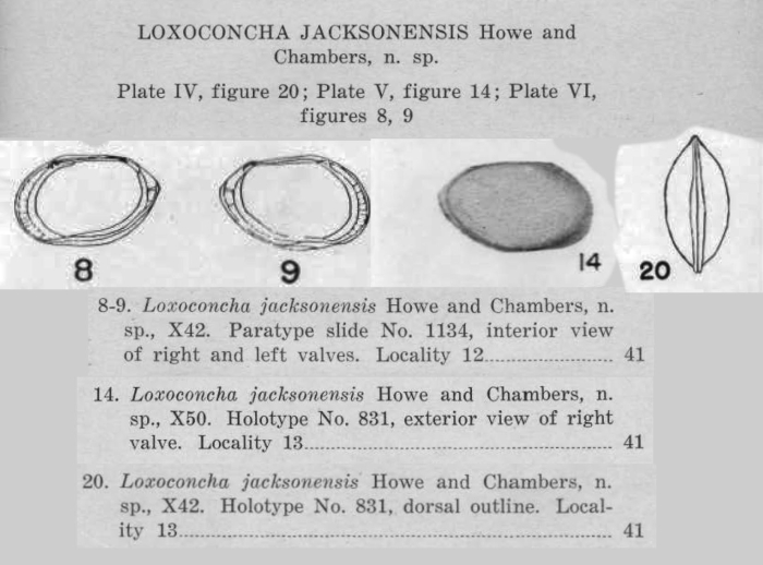 Loxoconcha jacksonensis Howe &amp; Chambers, 1935 from original description
