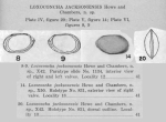 Loxoconcha jacksonensis Howe & Chambers, 1935 from original description