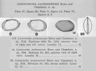 Loxoconcha jacksonensis Howe & Chambers, 1935 from original description