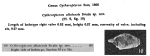 Cytheropteron altatensis Swain, 1967  