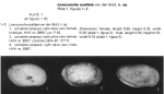 Loxoconcha ocellata Bold, 1973 from original description