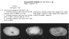 Loxoconcha ocellata Bold, 1973 from original description