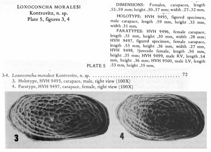 Loxoconcha moralesi Kontrovitz, 1976 from original description