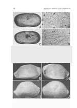 Types of Cytherella bemudensis; Cytherella kornickeri; Havanardia keiji; Paranesidea sterreri from the original description