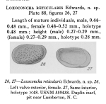 Loxoconcha reticularis Edwards, 1944 from original description