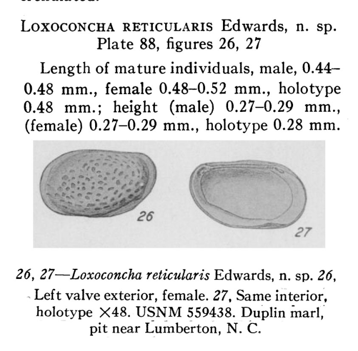Loxoconcha reticularis Edwards, 1944 from original description
