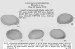 Loxoconcha subrhomboidea Edwards, 1944 from original description