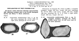 Loxoconcha postdorsoalata (Puri, 1960) from original description
