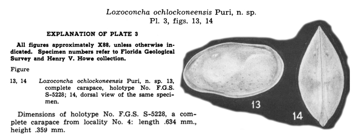 Loxoconcha ochlockoneensis Puri, 1960 from original description