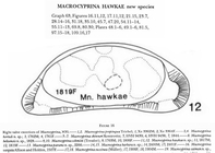 Macrocyprina hawkae Maddocks, 1990 from the original description